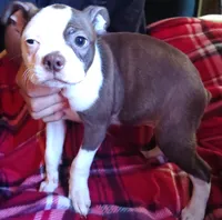 GiGi, a female Boston Terrier for sale in Trinidad, CO – 2 of 5