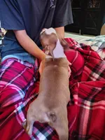 Jackson, a male Boston Terrier for sale in Trinidad, CO – 4 of 4