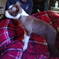 Ralphie baby, a male Boston Terrier for sale in Trinidad, CO – 3 of 4