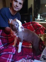Ralphie baby, a male Boston Terrier for sale in Trinidad, CO – 4 of 4