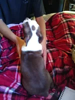 GiGi, a female Boston Terrier for sale in Trinidad, CO – 5 of 5