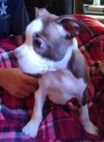 GiGi, a female Boston Terrier for sale in Trinidad, CO – 4 of 5