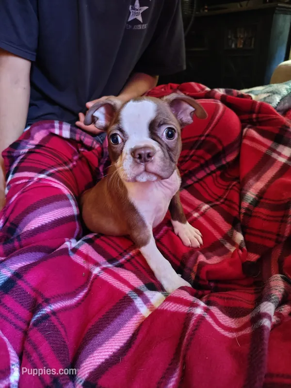 Jackson – Boston Terrier puppy for sale in Trinidad, CO