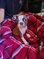 Jackson, a male Boston Terrier for sale in Trinidad, CO – 1 of 4