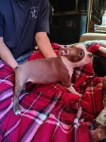Jackson, a male Boston Terrier for sale in Trinidad, CO – 2 of 4