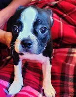 Doris, a female Boston Terrier for sale in Trinidad, CO – 2 of 4