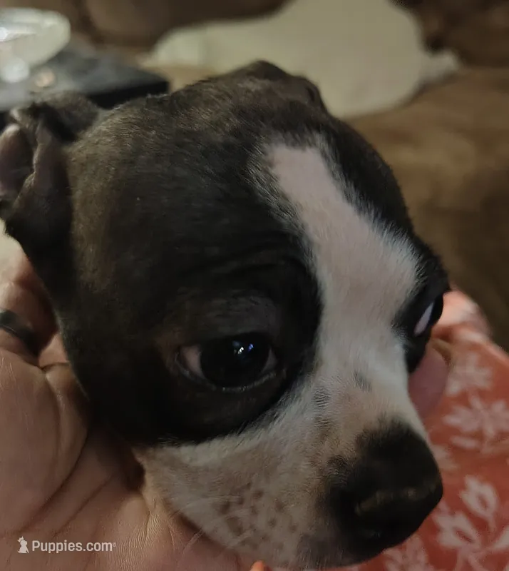 Della Jo – Boston Terrier puppy for sale in Trinidad, CO