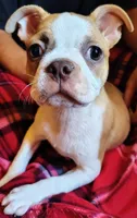 Big Jake, a male Boston Terrier for sale in Trinidad, CO – 2 of 4