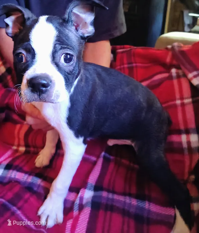 Bubba boy – Boston Terrier puppy for sale in Trinidad, CO