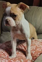 The Duke, a male Boston Terrier for sale in Trinidad, CO – 3 of 4