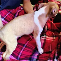Big Jake, a male Boston Terrier for sale in Trinidad, CO – 4 of 4