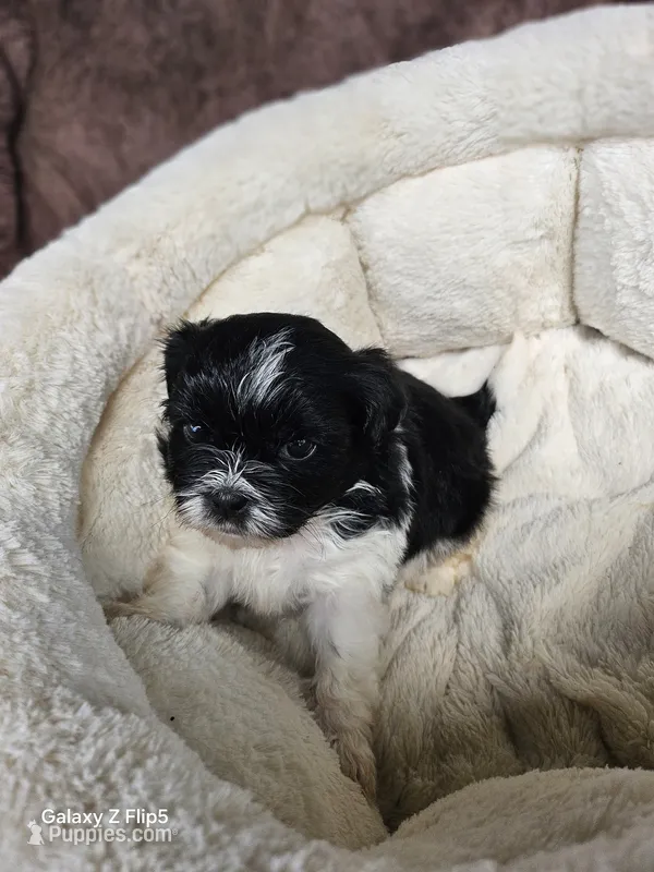 Bingo – Shih Tzu puppy for sale in Corydon, IN