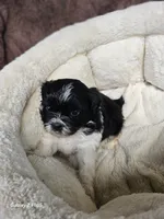 Bingo, a male Shih Tzu for sale in Corydon, IN – 1 of 4