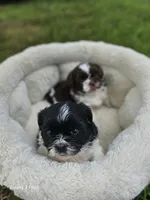 Bingo, a male Shih Tzu for sale in Corydon, IN – 3 of 4