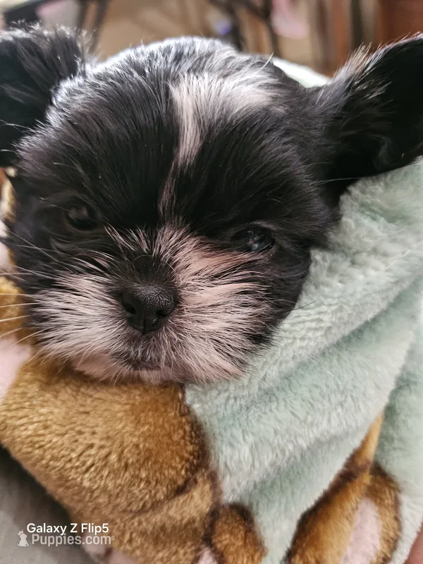 Cee cee – Shih Tzu, Yorkshire Terrier puppy for sale in Corydon, IN