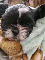 Cee cee, a female Shih Tzu and Yorkshire Terrier for sale in Corydon, IN – 1 of 1