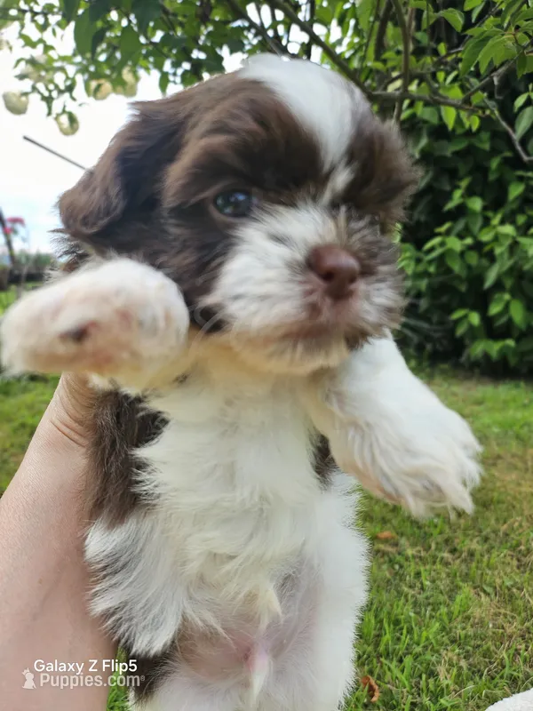 Bronzo – Shih Tzu, Yorkshire Terrier puppy for sale in Corydon, IN