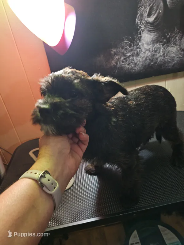 Moo moo – Boston Terrier, Yorkshire Terrier puppy for sale in Corydon, IN