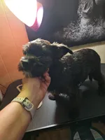 Moo moo, a female Boston Terrier and Yorkshire Terrier for sale in Corydon, IN – 1 of 1