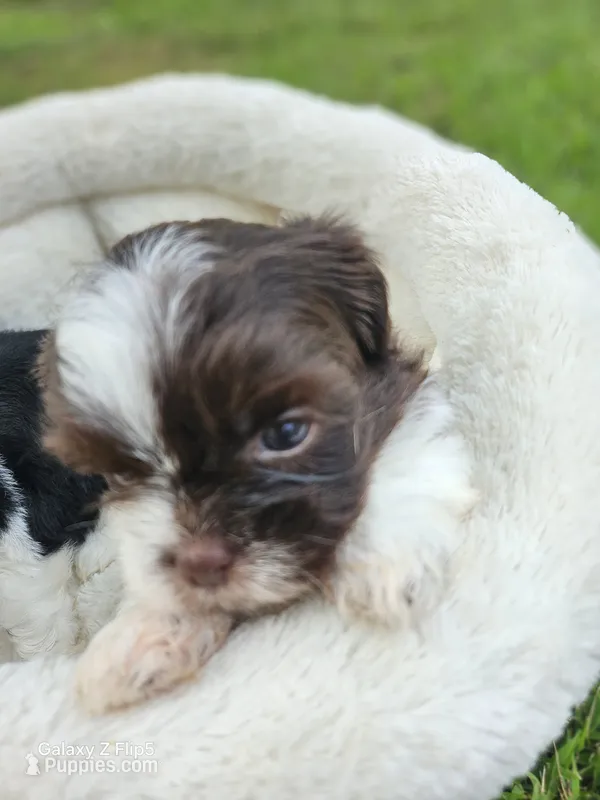 Bronzo – Shih Tzu, Yorkshire Terrier puppy for sale in Corydon, IN