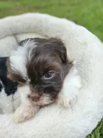 Bronzo, a male Shih Tzu and Yorkshire Terrier for sale in Corydon, IN – 1 of 4