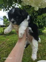 Bingo, a male Shih Tzu for sale in Corydon, IN – 4 of 4