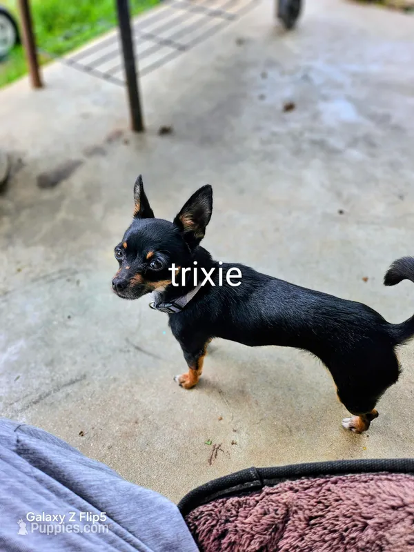 Trickie – Chihuahua puppy for sale in Corydon, IN