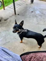 Trickie, a female Chihuahua for sale in Corydon, IN – 1 of 1