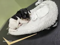 Enzo, a male Chihuahua and Yorkshire Terrier for sale in Corydon, IN – 2 of 2