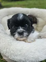 Bingo, a male Shih Tzu for sale in Corydon, IN – 2 of 4