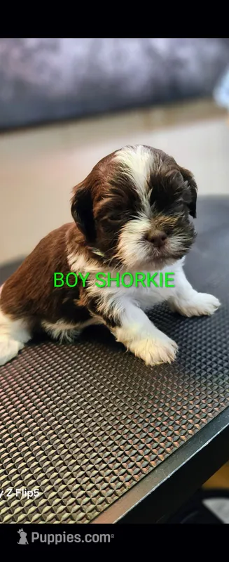 Bronzo – Shih Tzu, Yorkshire Terrier puppy for sale in Corydon, IN