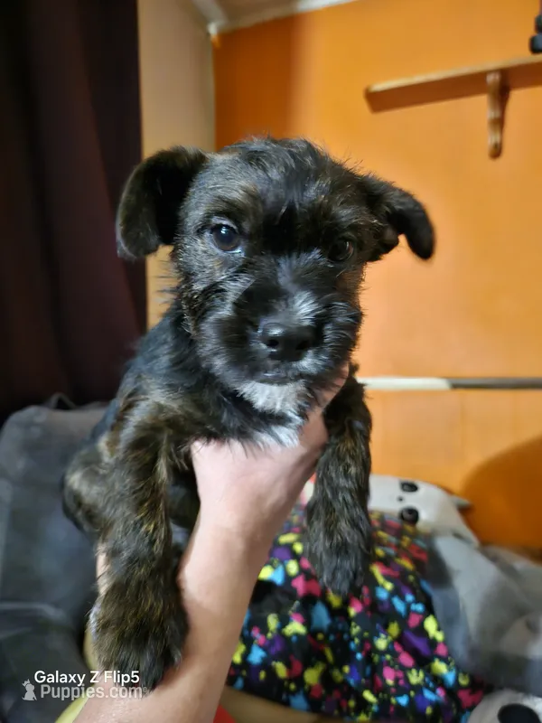 Moo moo – Boston Terrier, Yorkshire Terrier puppy for sale in Corydon, IN