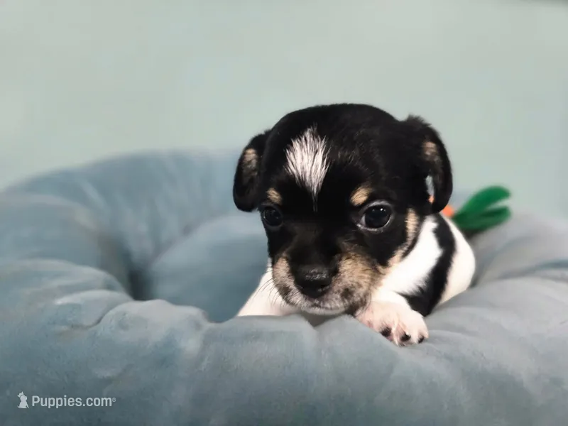 Enzo – Chihuahua, Yorkshire Terrier puppy for sale in Corydon, IN