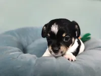 Enzo, a male Chihuahua and Yorkshire Terrier for sale in Corydon, IN – 1 of 2