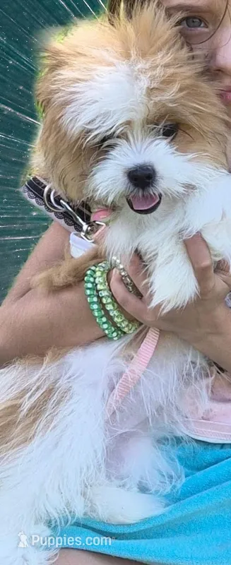Mocha – Shih Tzu puppy for sale in Corydon, IN
