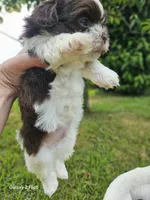 Bronzo, a male Shih Tzu and Yorkshire Terrier for sale in Corydon, IN – 3 of 4