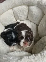 Bronzo, a male Shih Tzu and Yorkshire Terrier for sale in Corydon, IN – 4 of 4