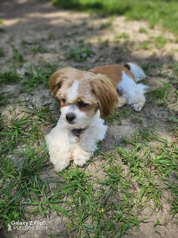 Mocha – Shih Tzu puppy for sale in Corydon, IN