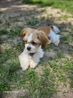 Mocha, a female Shih Tzu for sale in Corydon, IN – 1 of 1