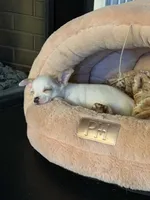 Buddy, a male Chihuahua for sale in Grovetown, GA – 4 of 4