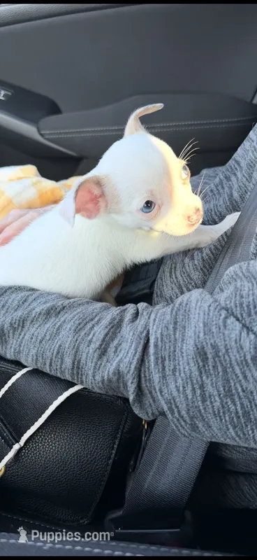 Buddy – Chihuahua puppy for sale in Grovetown, GA