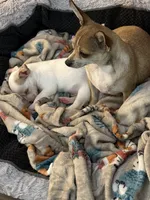 Buddy, a male Chihuahua for sale in Grovetown, GA – 2 of 4