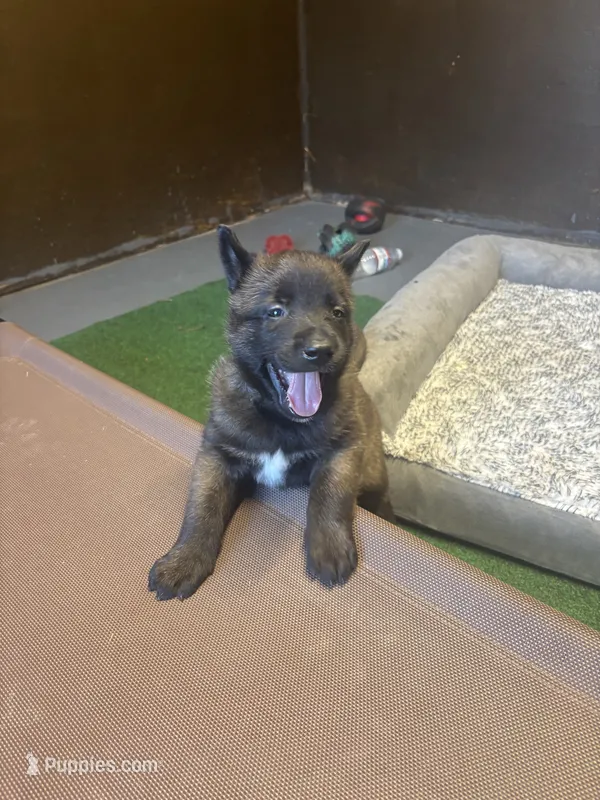 Kane – Belgian Malinois puppy for sale in Whitakers, NC