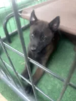 Kane, a male Belgian Malinois for sale in Whitakers, NC – 1 of 1