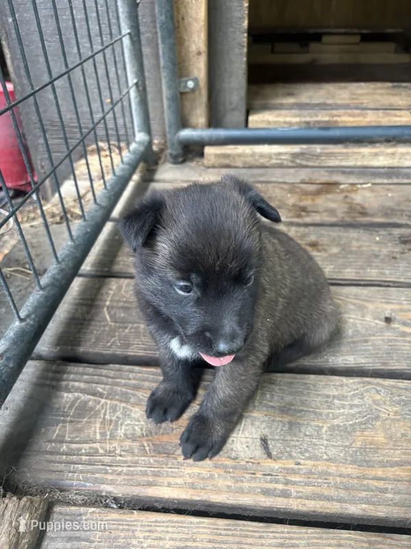 Kane – Belgian Malinois puppy for sale in Whitakers, NC