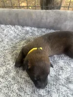 Molly, a female Belgian Malinois for sale in Whitakers, NC – 1 of 1