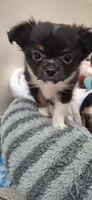 Male tri puppy, a male Chihuahua for sale in Plant City, FL – 2 of 8
