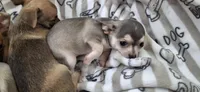 Silver and white male chihuahua , a male Chihuahua for sale in Plant City, FL – 4 of 4