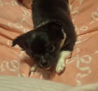Male tri puppy, a male Chihuahua for sale in Plant City, FL – 7 of 8