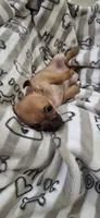 Brown and black male chihuahua , a male Chihuahua for sale in Plant City, FL – 4 of 4